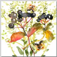 Elderberry and Apollos